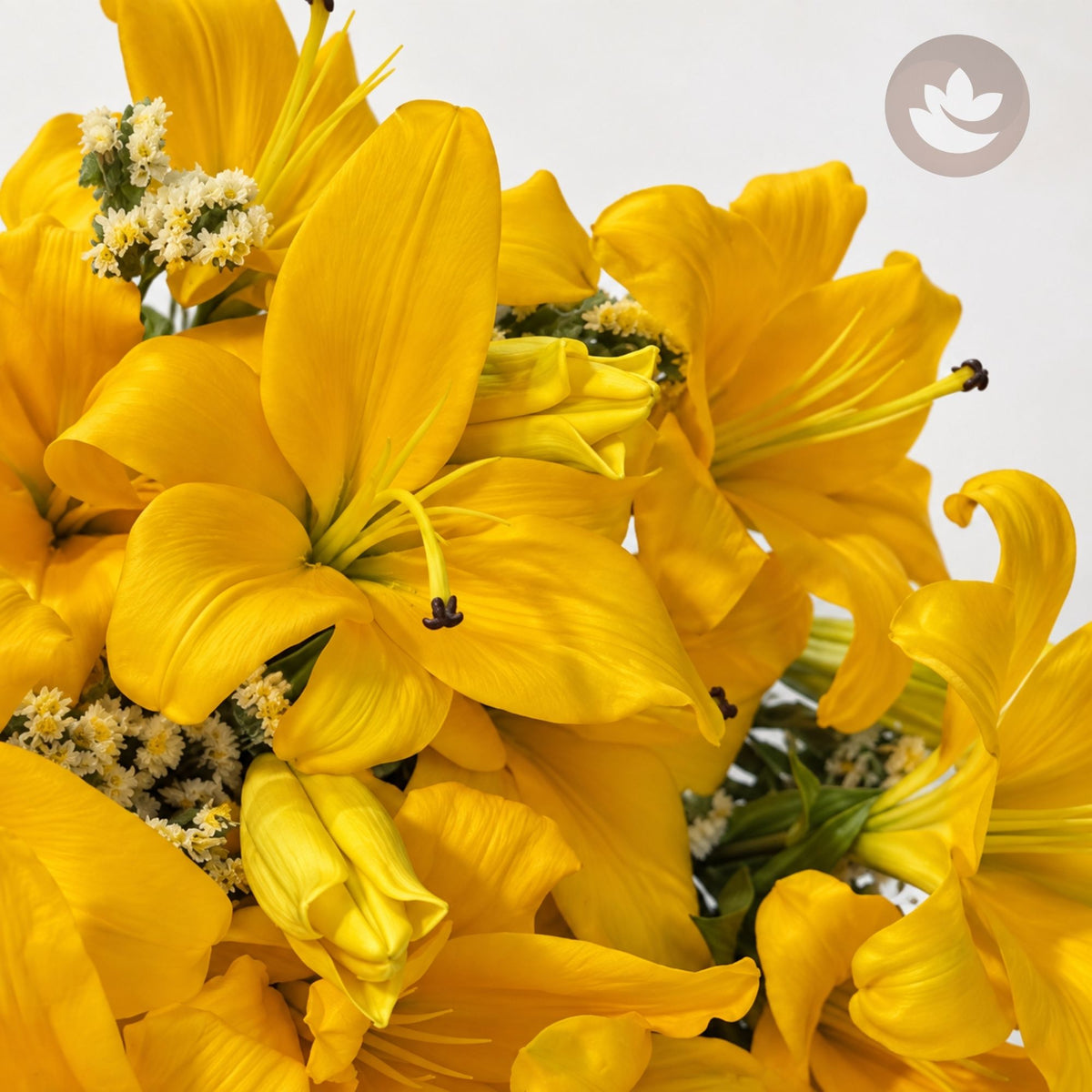 Golden Lily Radiance — additional view