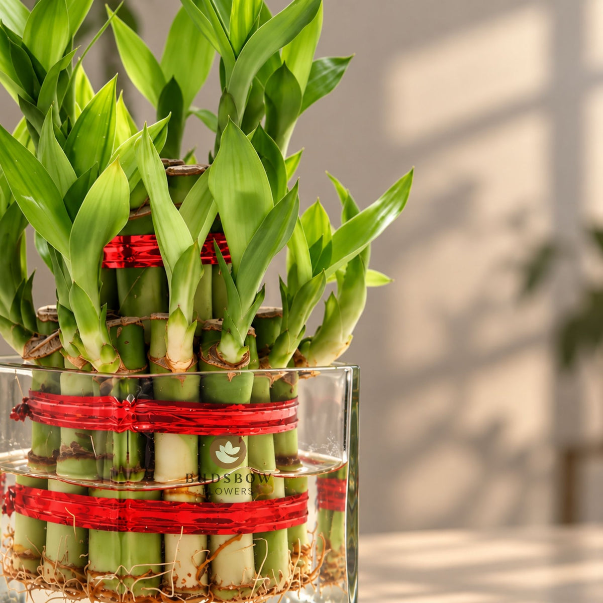Two-Layer Lucky Bamboo — view 1