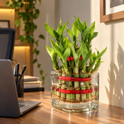 Two-Layer Lucky Bamboo — view 2