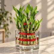 Two-Layer Lucky Bamboo — view 3