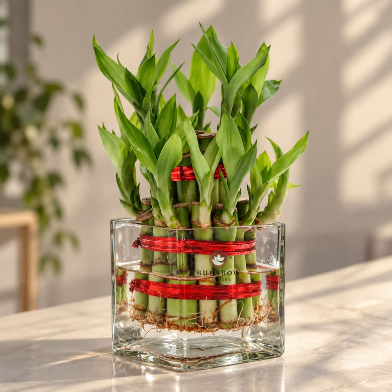 Two-Layer Lucky Bamboo — view 3