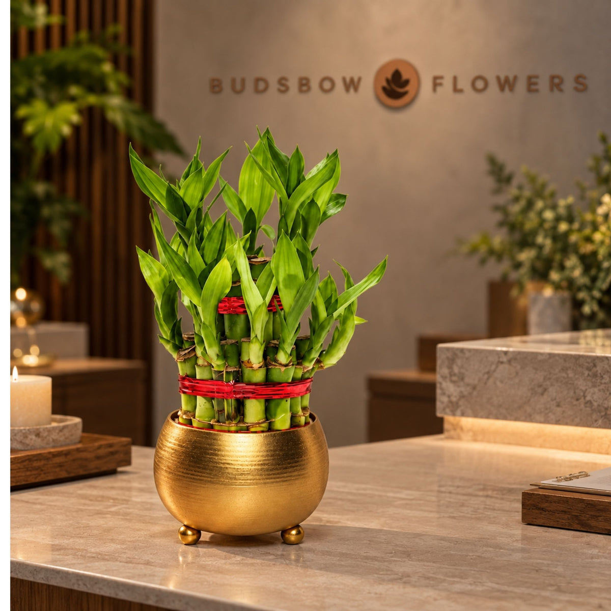 Two-Layer Lucky Bamboo — view 1