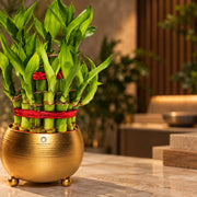 Two-Layer Lucky Bamboo — view 2