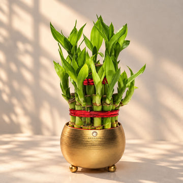 Two-Layer Lucky Bamboo