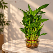 Three-Layer Lucky Bamboo — view 1
