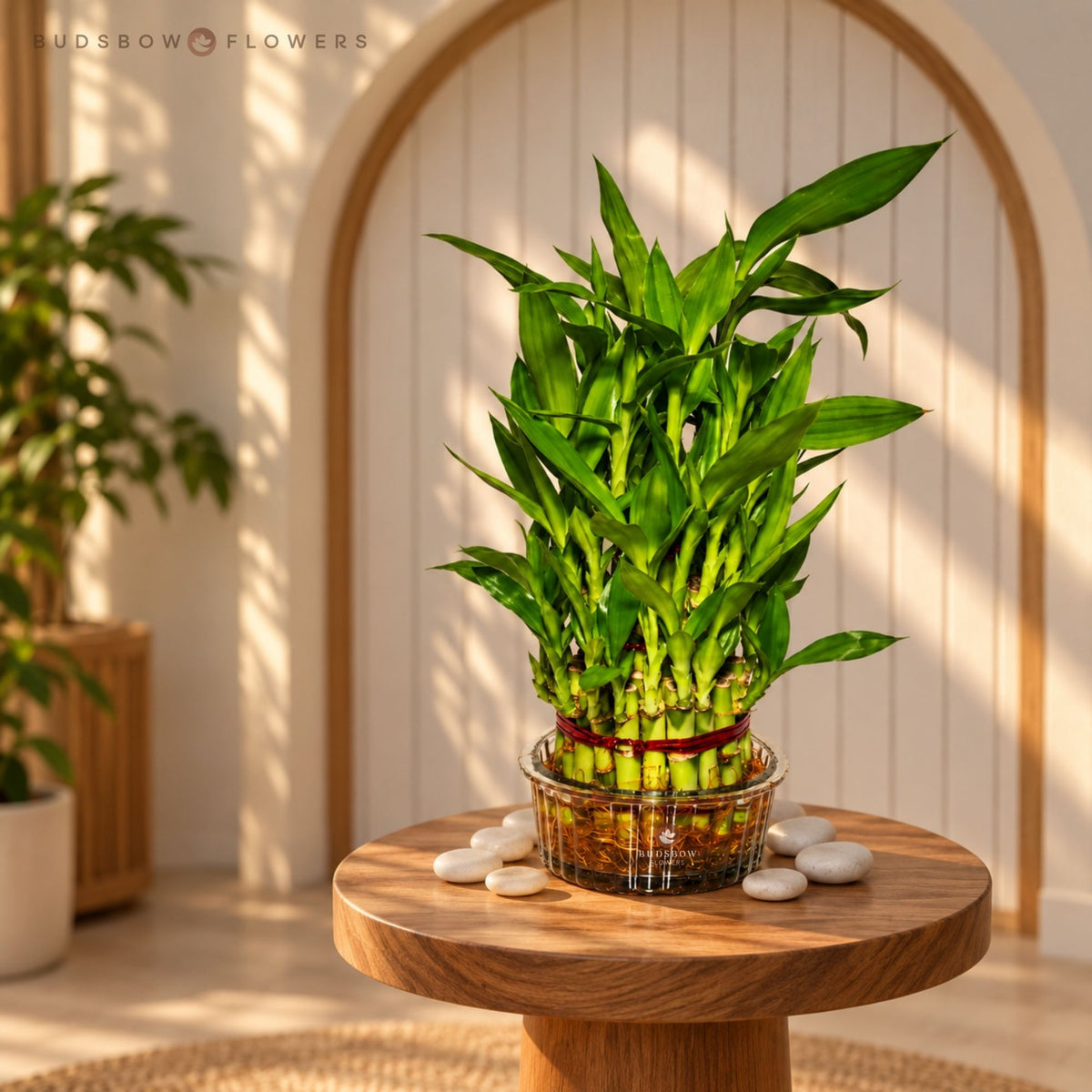 Three-Layer Lucky Bamboo — view 2