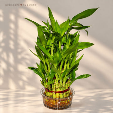 Three-Layer Lucky Bamboo