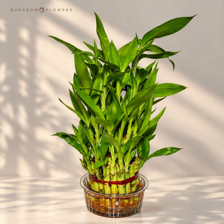 Three-Layer Lucky Bamboo — view 3