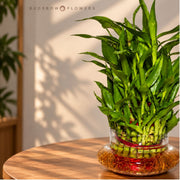 Three-Layer Lucky Bamboo — view 2
