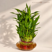 Three-Layer Lucky Bamboo — view 3