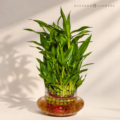 Three-Layer Lucky Bamboo