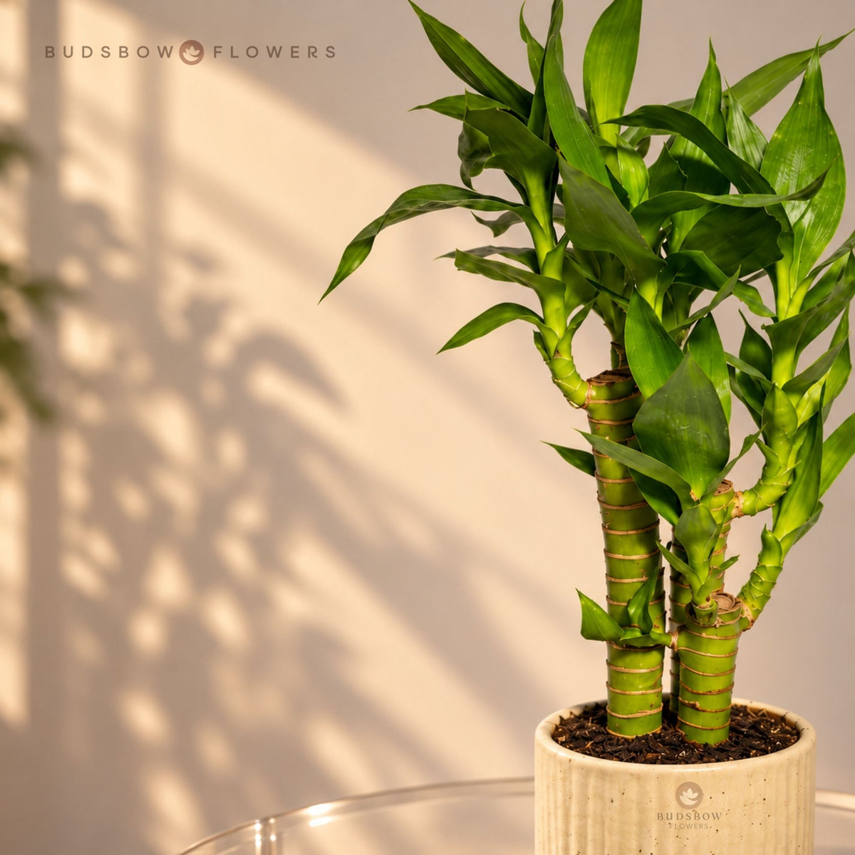 Emerald Harmony Lucky Bamboo — view 1