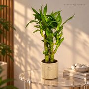 Emerald Harmony Lucky Bamboo — view 2