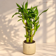 Emerald Harmony Lucky Bamboo — view 3