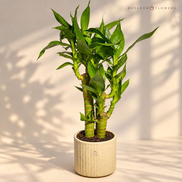 Emerald Harmony Lucky Bamboo