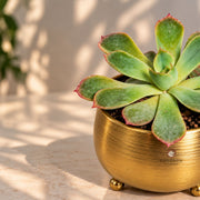 Royal Glow Succulent Plant — view 1
