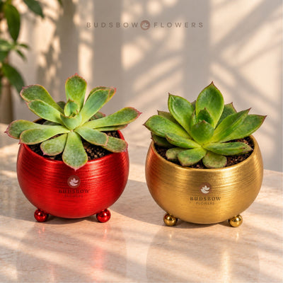 Royal Glow Succulent Plant