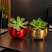 Royal Glow Succulent Plant — view 3