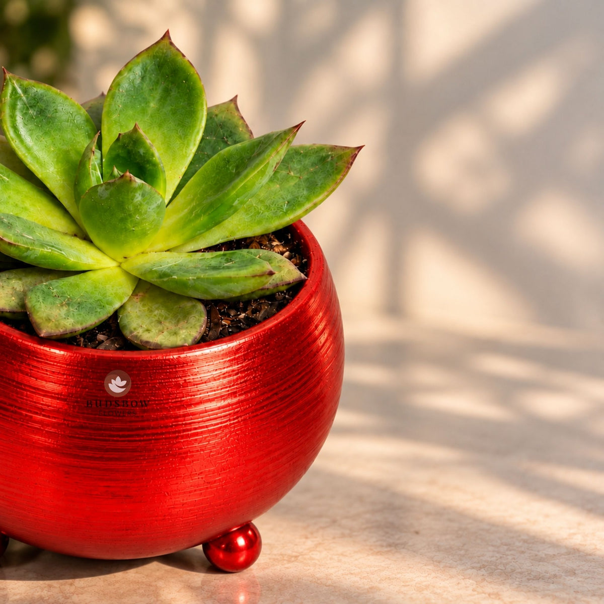 Royal Glow Succulent Plant — view 4