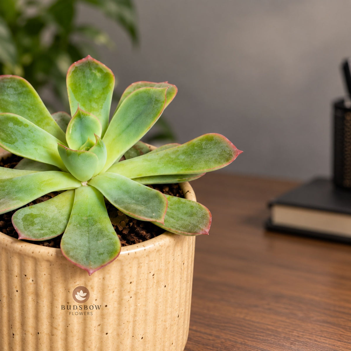 Blush Edge Succulent — view 1