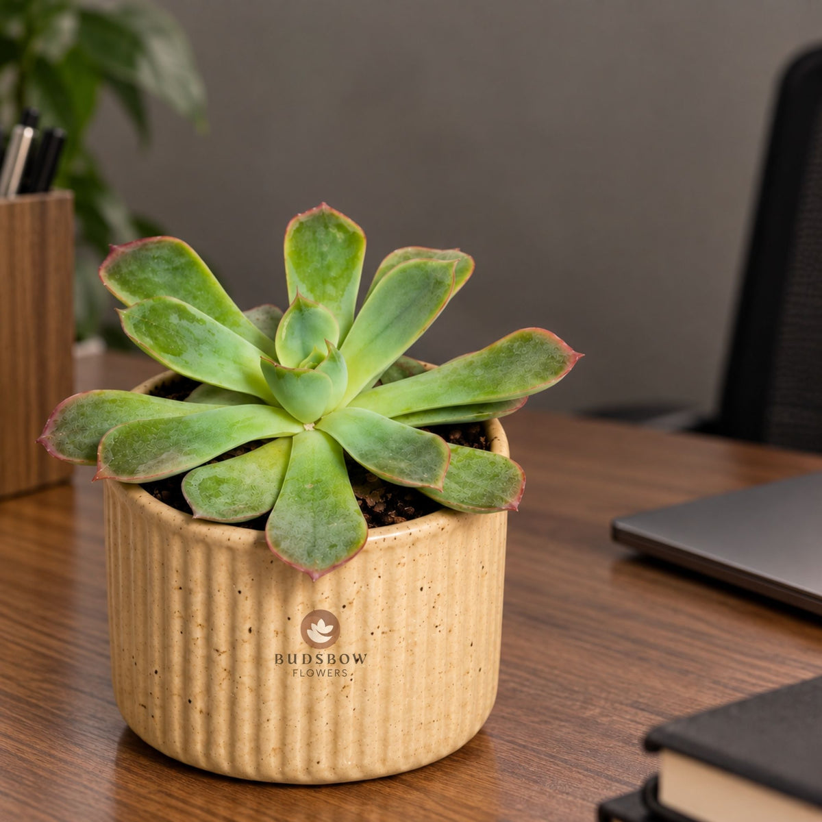 Blush Edge Succulent — view 2