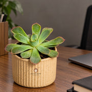 Blush Edge Succulent — view 2