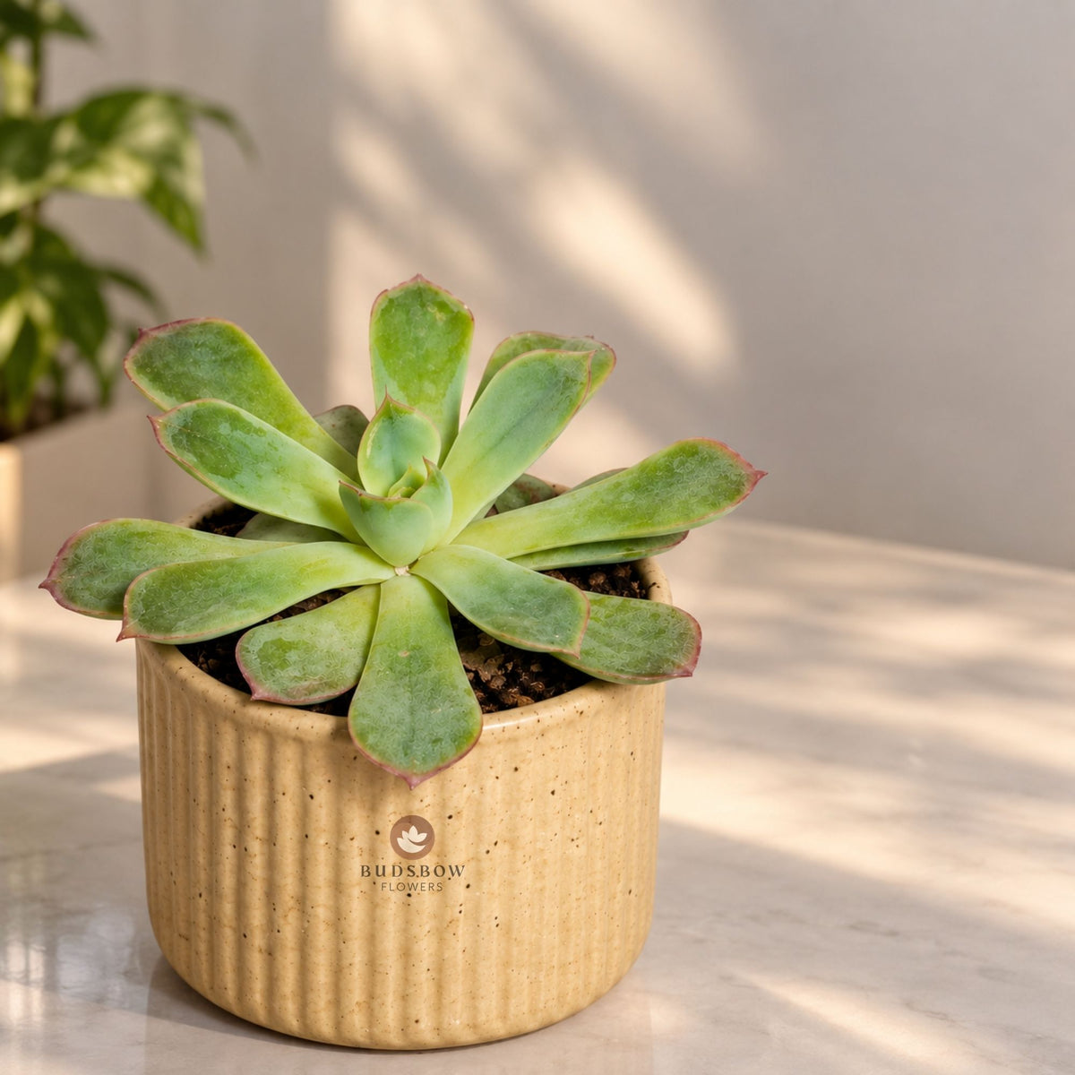 Blush Edge Succulent — view 3