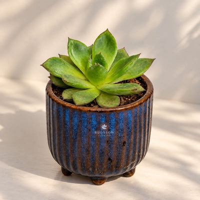 Blue Charm Succulent