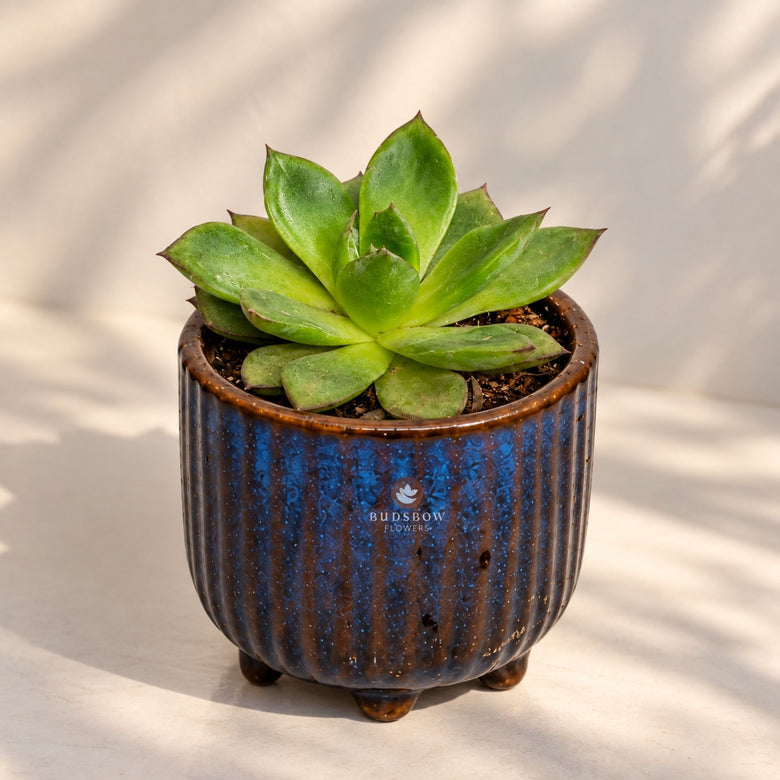 Blue Charm Succulent — view 3
