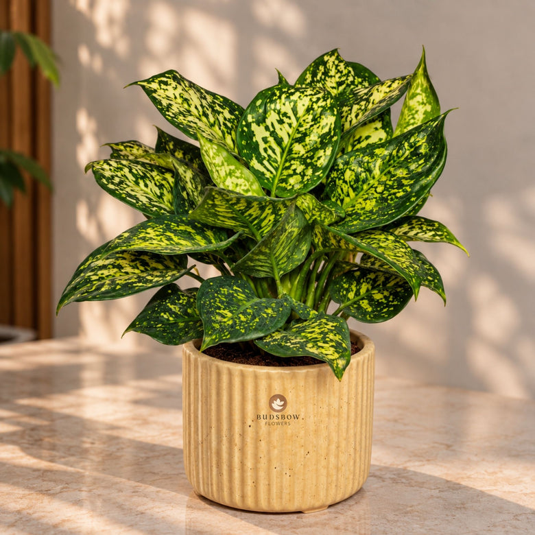 Golden Speckle Aglaonema — view 1