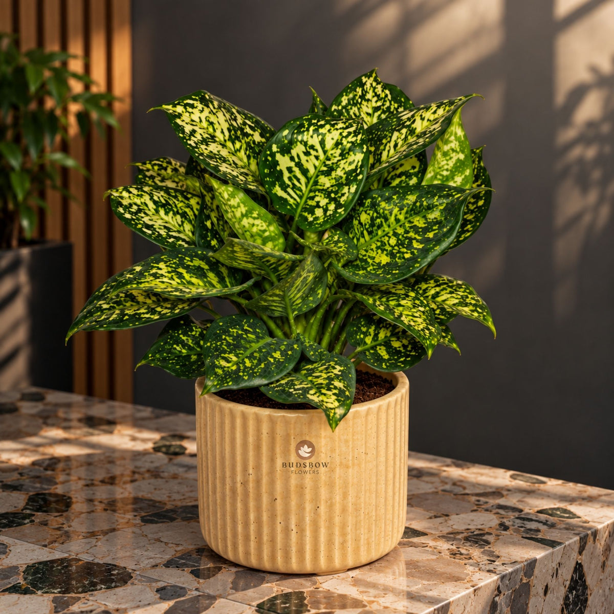 Golden Speckle Aglaonema — view 2