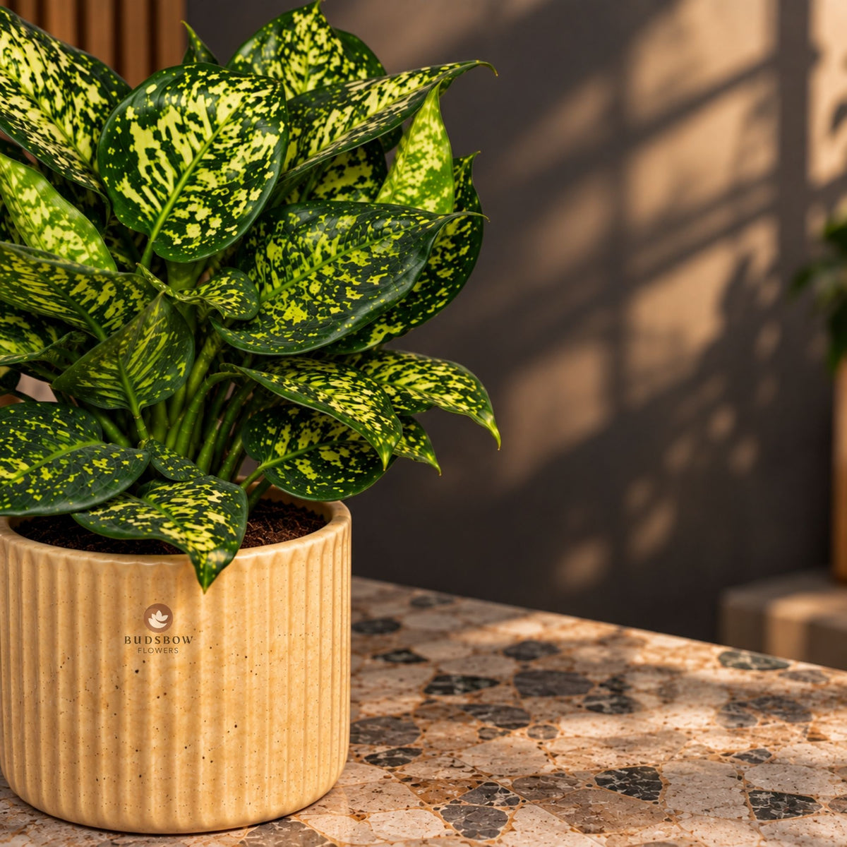Golden Speckle Aglaonema — view 3