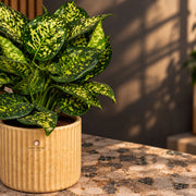 Golden Speckle Aglaonema — view 3