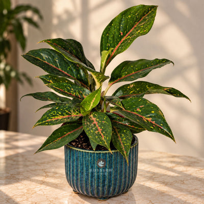Ruby Vein Aglaonema