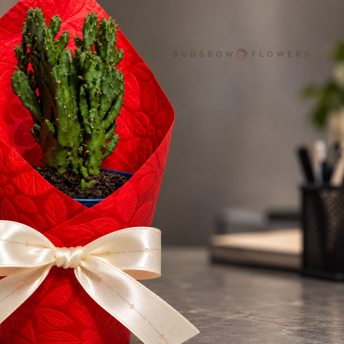 Crested Green Cactus — view 1