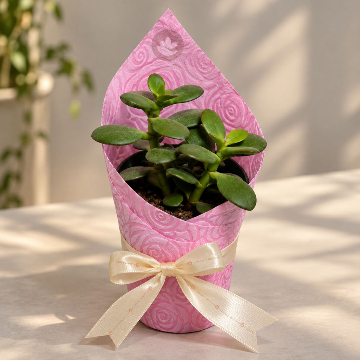 Blush Jade Plant Gift — view 1