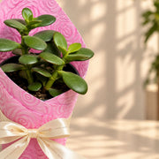 Blush Jade Plant Gift — view 2