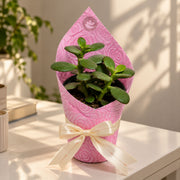 Blush Jade Plant Gift — view 3