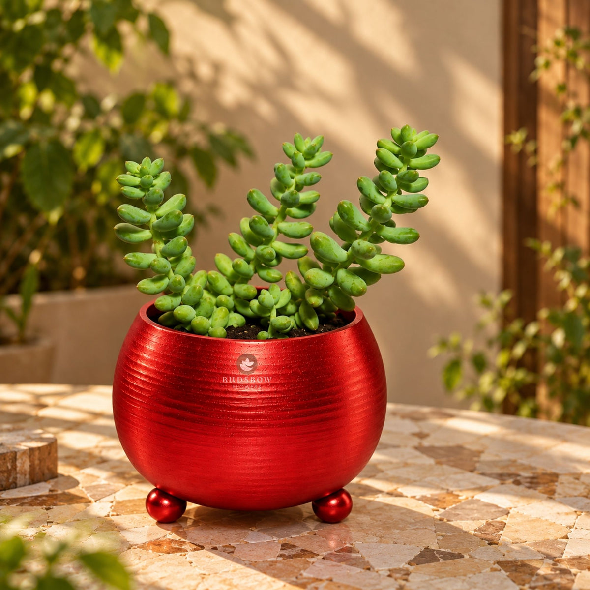 Donkey Tail Succulent — view 1