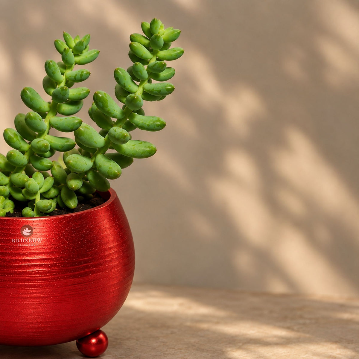 Donkey Tail Succulent — view 2
