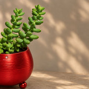 Donkey Tail Succulent — view 2