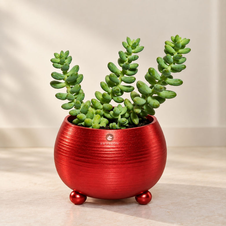 Donkey Tail Succulent — view 3