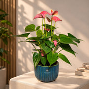 Pink Anthurium Plant — view 1