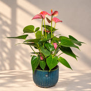 Pink Anthurium Plant — view 2