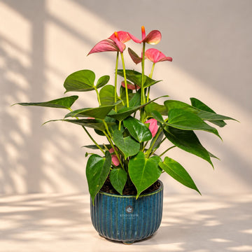 Pink Anthurium Plant