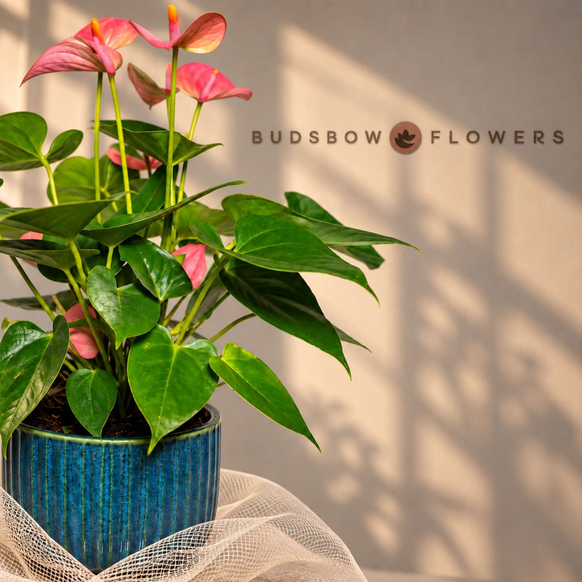 Pink Anthurium Plant — view 3