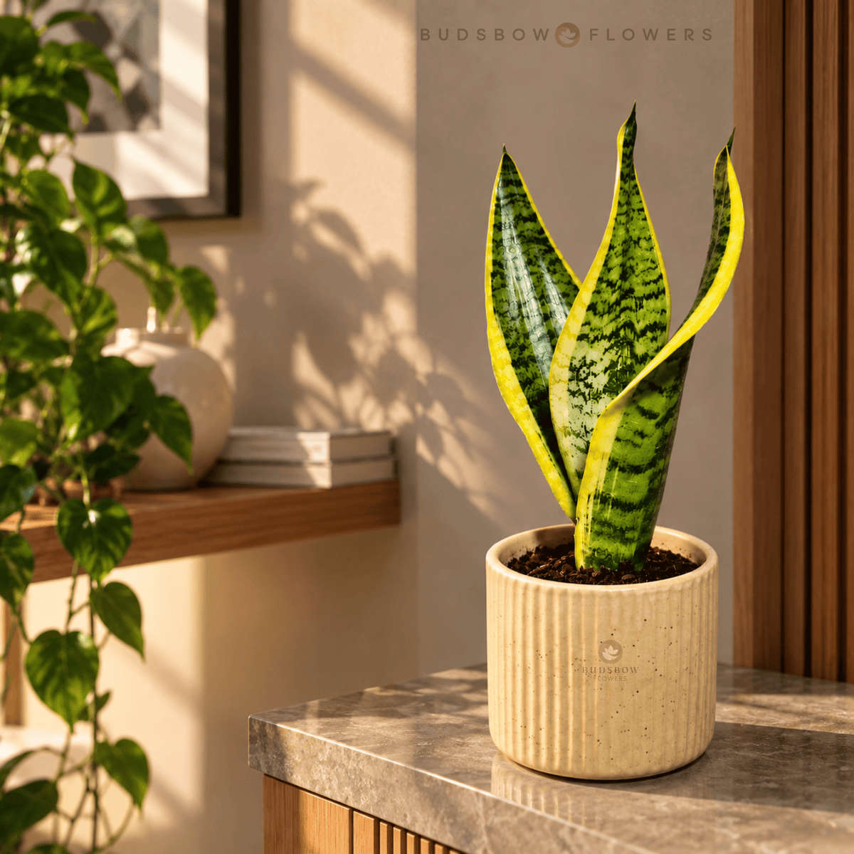 Golden Edge Snake Plant — view 1