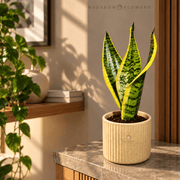 Golden Edge Snake Plant — view 1