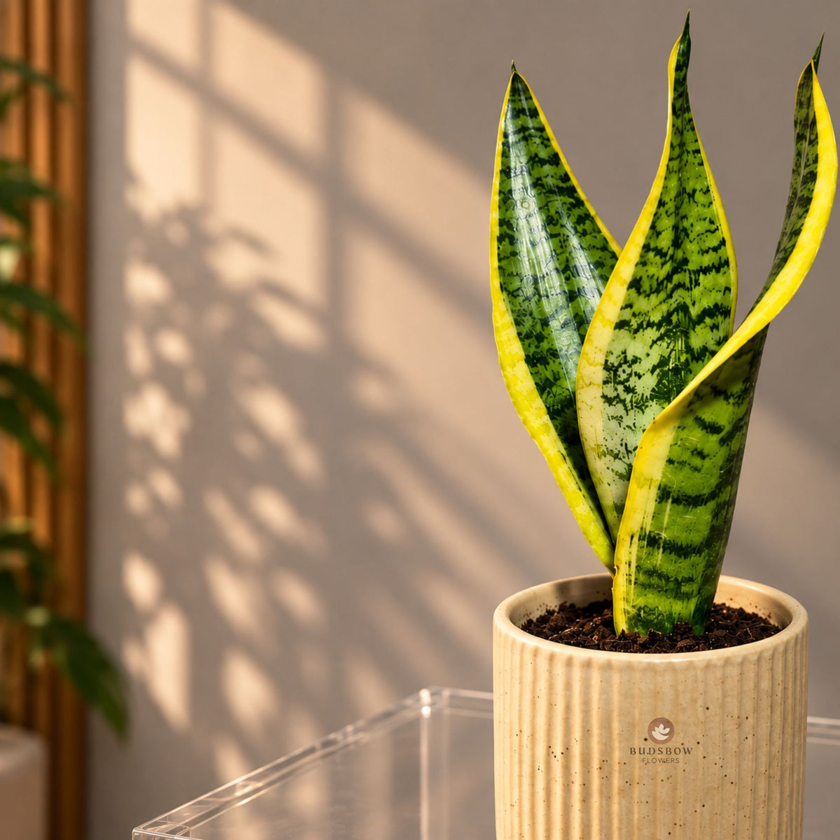 Golden Edge Snake Plant — view 2