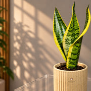 Golden Edge Snake Plant — view 2
